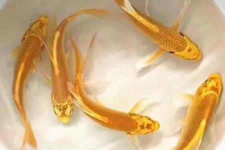 招财风水鱼的种类有哪些