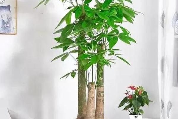 充满正能量的客厅风水，财运好