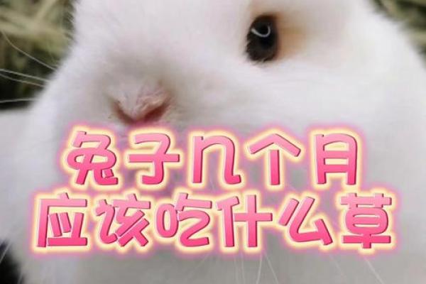 算命兔子在吃草,兔吃草是什么命