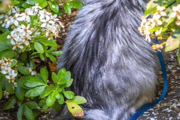 养猫风水