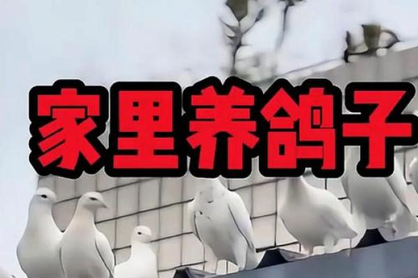 养鸽子与风水家庭和谐的源泉