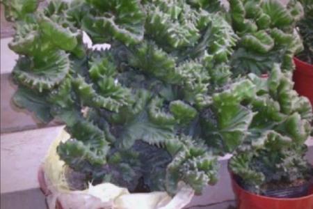 玉麒麟风水风水作用是什么摆放禁忌