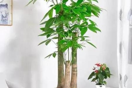 充满正能量的客厅风水，财运好