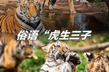 风水12生肖寿命最长的是什么动物是它吗
